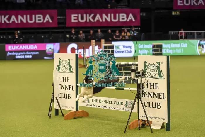 Framed Print : Crufts 2019 - Day Two, NEC, UK - 8 Mar 2019