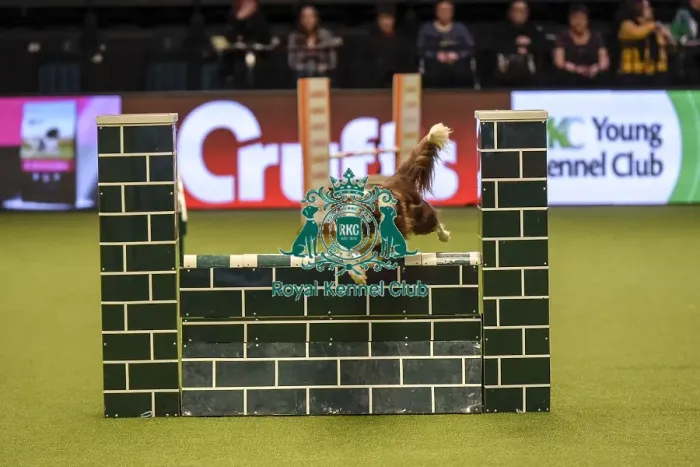 Framed Print : Crufts 2019 - Day Two, NEC, UK - 8 Mar 2019 Framed Print : Crufts 2019 - Day Two, NEC, UK - 8 Mar 2019