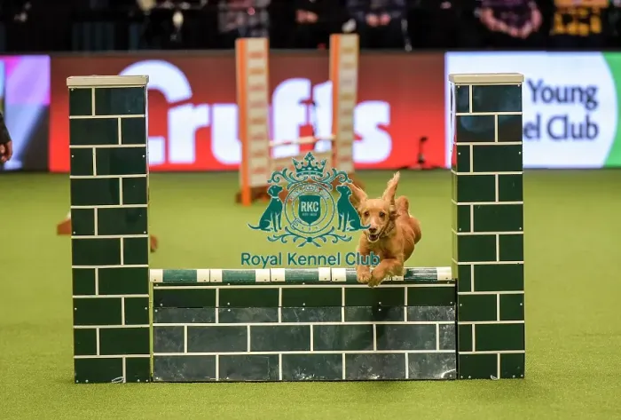 Framed Print : Crufts 2019 - Day Two, NEC, UK - 8 Mar 2019 Framed Print : Crufts 2019 - Day Two, NEC, UK - 8 Mar 2019