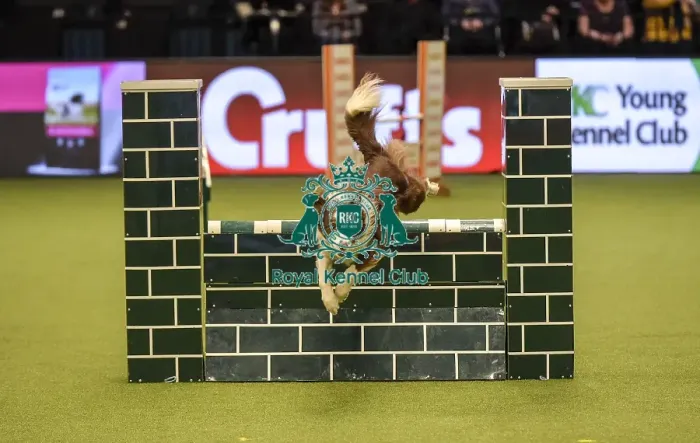 Framed Print : Crufts 2019 - Day Two, NEC, UK - 8 Mar 2019 Framed Print : Crufts 2019 - Day Two, NEC, UK - 8 Mar 2019