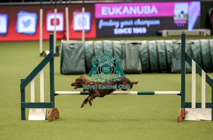 Framed Print : Crufts 2019 - Day Two, NEC, UK - 8 Mar 2019
