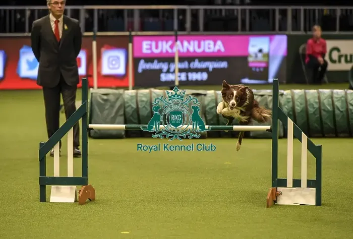 Framed Print : Crufts 2019 - Day Two, NEC, UK - 8 Mar 2019 Framed Print : Crufts 2019 - Day Two, NEC, UK - 8 Mar 2019