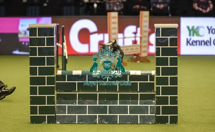Framed Print : Crufts 2019 - Day Two, NEC, UK - 8 Mar 2019 Framed Print : Crufts 2019 - Day Two, NEC, UK - 8 Mar 2019