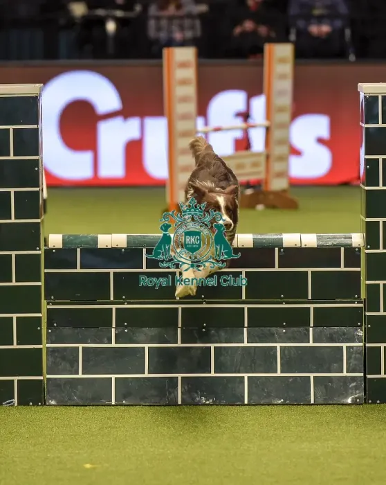 Framed Print : Crufts 2019 - Day Two, NEC, UK - 8 Mar 2019 Framed Print : Crufts 2019 - Day Two, NEC, UK - 8 Mar 2019