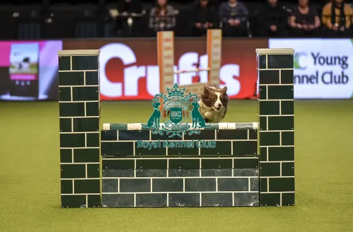 Framed Print : Crufts 2019 - Day Two, NEC, UK - 8 Mar 2019