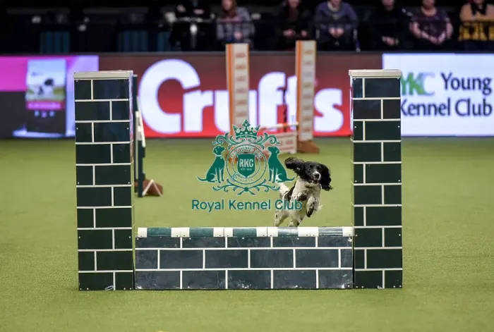 Framed Print : Crufts 2019 - Day Two, NEC, UK - 8 Mar 2019 Framed Print : Crufts 2019 - Day Two, NEC, UK - 8 Mar 2019