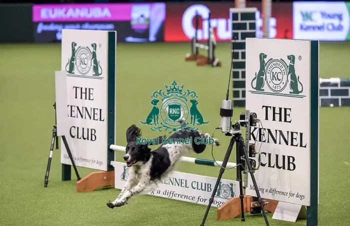 Framed Print : Crufts 2019 - Day Two, NEC, UK - 8 Mar 2019 Framed Print : Crufts 2019 - Day Two, NEC, UK - 8 Mar 2019