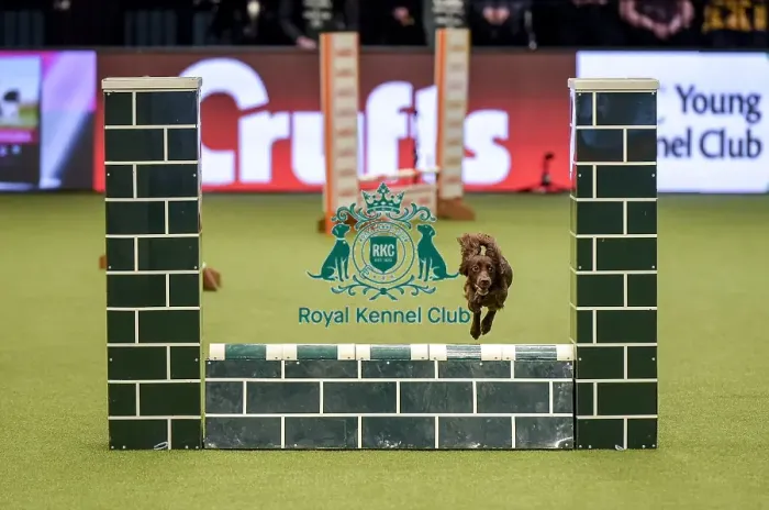 Framed Print : Crufts 2019 - Day Two, NEC, UK - 8 Mar 2019 Framed Print : Crufts 2019 - Day Two, NEC, UK - 8 Mar 2019