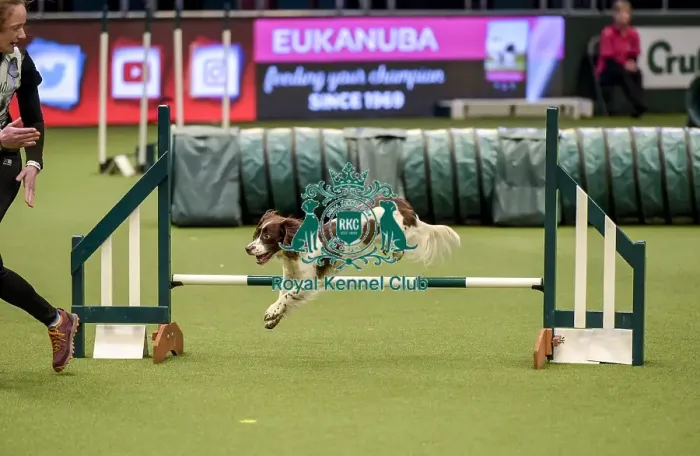 Framed Print : Crufts 2019 - Day Two, NEC, UK - 8 Mar 2019 Framed Print : Crufts 2019 - Day Two, NEC, UK - 8 Mar 2019