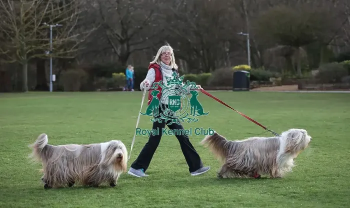 Framed Print : Crufts 2019 - Day Two, NEC, UK - 8 Mar 2019 Framed Print : Crufts 2019 - Day Two, NEC, UK - 8 Mar 2019