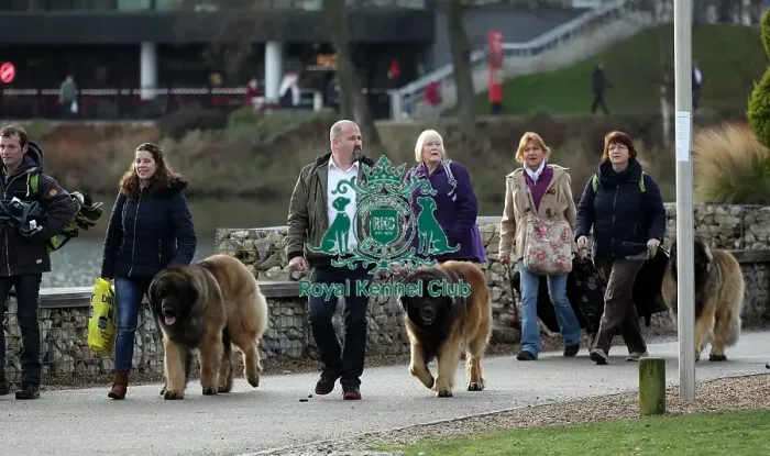 Framed Print : Crufts 2019 - Day Two, NEC, UK - 8 Mar 2019 Framed Print : Crufts 2019 - Day Two, NEC, UK - 8 Mar 2019