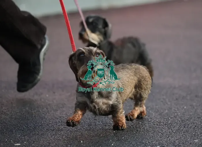 Framed Print : Crufts 2019 - Day Two, NEC, UK - 8 Mar 2019 Framed Print : Crufts 2019 - Day Two, NEC, UK - 8 Mar 2019