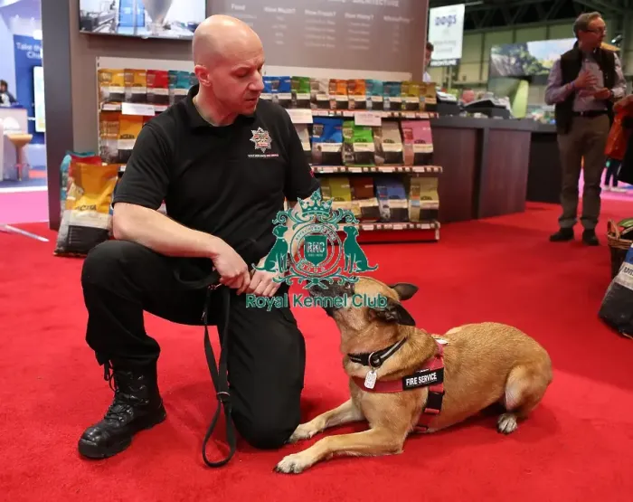 Framed Print : Crufts 2019 - Day Two, NEC, UK - 8 Mar 2019