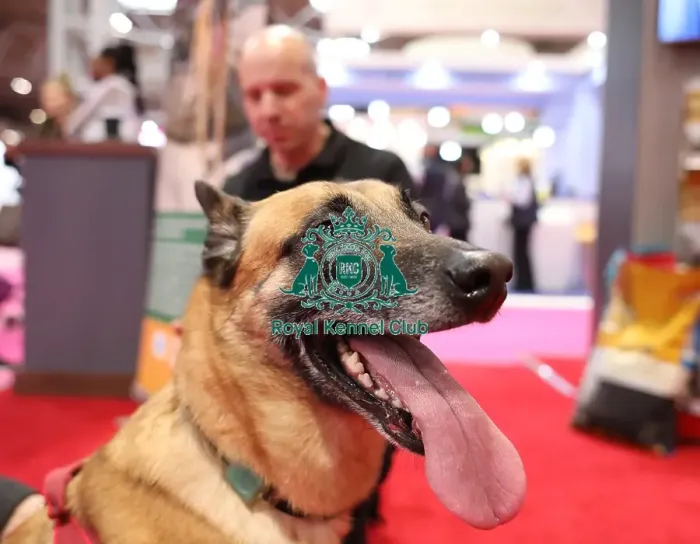 Framed Print : Crufts 2019 - Day Two, NEC, UK - 8 Mar 2019 Framed Print : Crufts 2019 - Day Two, NEC, UK - 8 Mar 2019