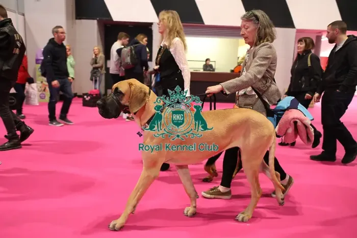 Framed Print : Crufts 2019 - Day Two, NEC, UK - 8 Mar 2019 Framed Print : Crufts 2019 - Day Two, NEC, UK - 8 Mar 2019