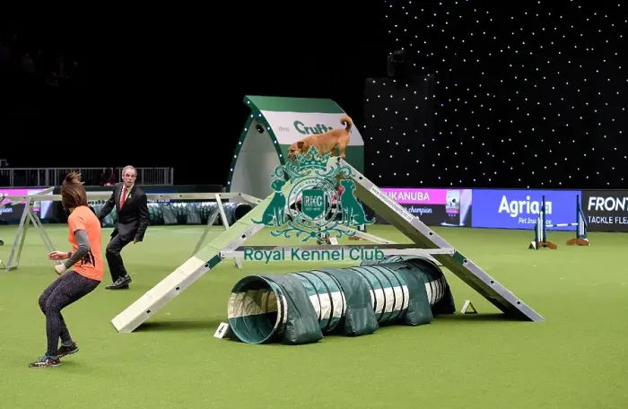 Framed Print : Crufts 2019 - Day Two, NEC, UK - 8 Mar 2019 Framed Print : Crufts 2019 - Day Two, NEC, UK - 8 Mar 2019
