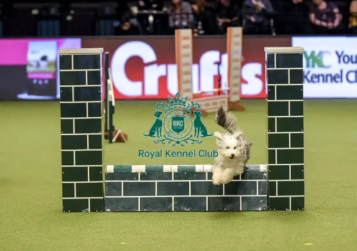 Framed Print : Crufts 2019 - Day Two, NEC, UK - 8 Mar 2019 Framed Print : Crufts 2019 - Day Two, NEC, UK - 8 Mar 2019