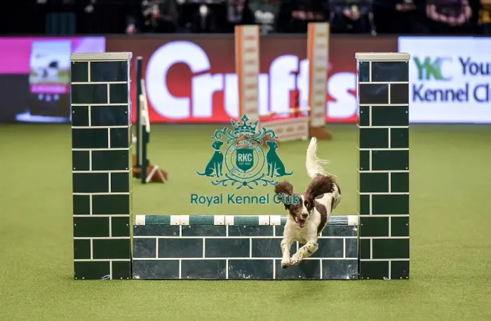 Framed Print : Crufts 2019 - Day Two, NEC, UK - 8 Mar 2019 Framed Print : Crufts 2019 - Day Two, NEC, UK - 8 Mar 2019