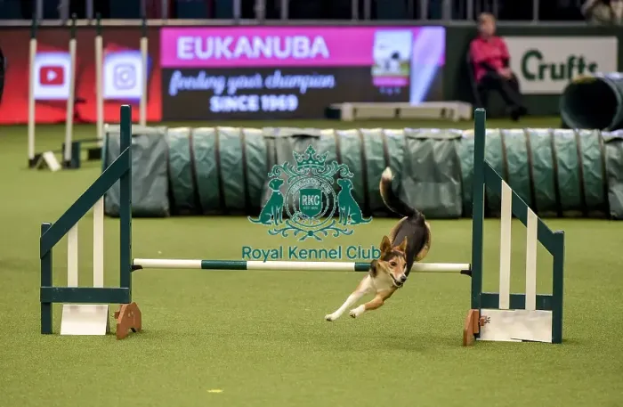 Framed Print : Crufts 2019 - Day Two, NEC, UK - 8 Mar 2019 Framed Print : Crufts 2019 - Day Two, NEC, UK - 8 Mar 2019