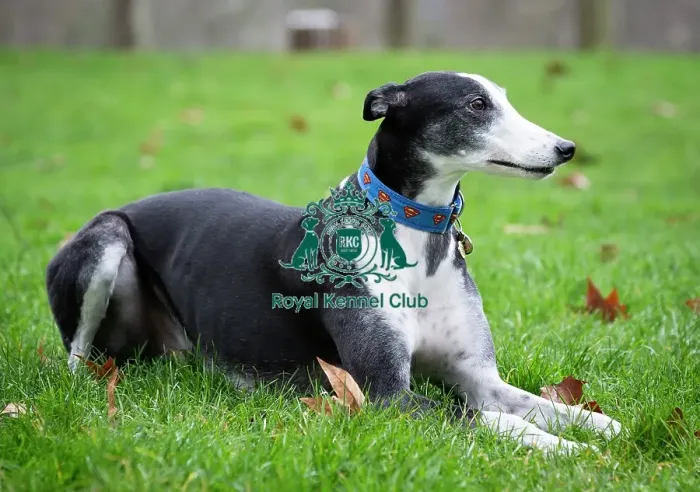 Framed Print : Crufts 2019 - Friends for Life award, London, UK - 5 Feb 2019 Framed Print : Crufts 2019 - Friends for Life award, London, UK - 5 Feb 2019