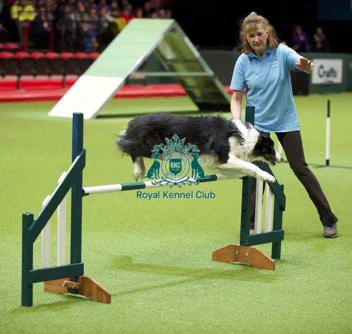 Framed Print : Crufts 2020