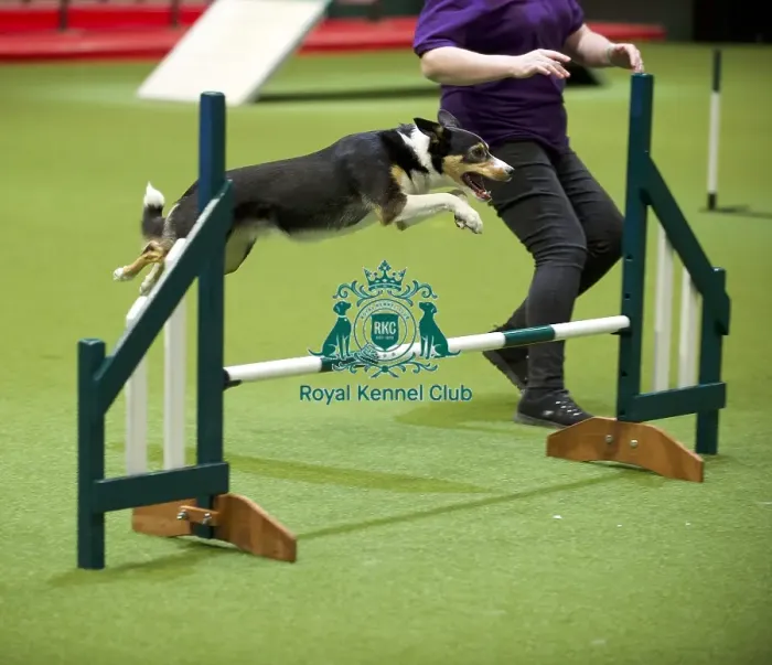 Framed Print : Crufts 2020 Framed Print : Crufts 2020
