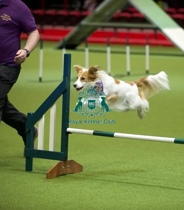 Framed Print : Crufts 2020 Framed Print : Crufts 2020