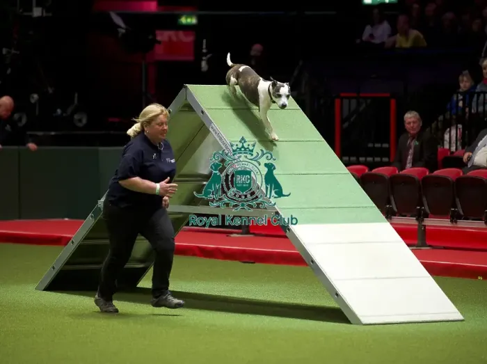 Framed Print : Crufts 2020