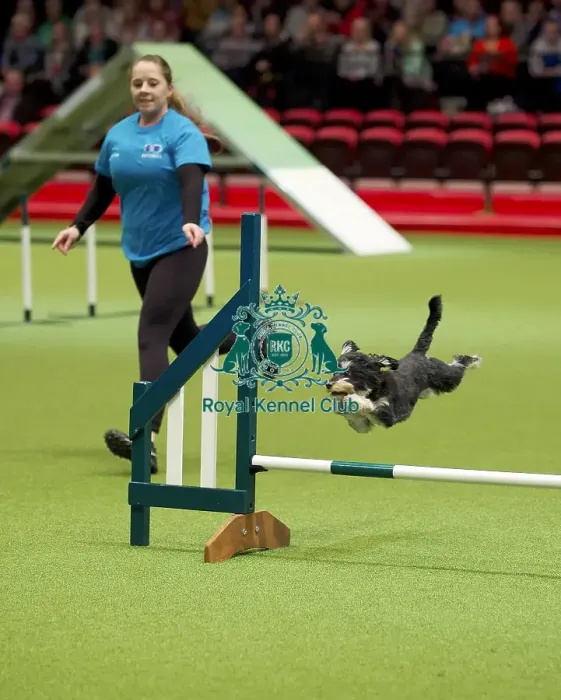 Framed Print : Crufts 2020 Framed Print : Crufts 2020