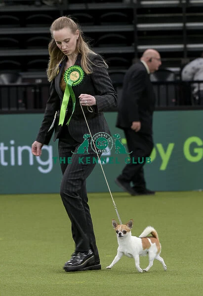 Crufts 2022. Group Judging (Toy) and presentation at Crufts 2022 on Toy