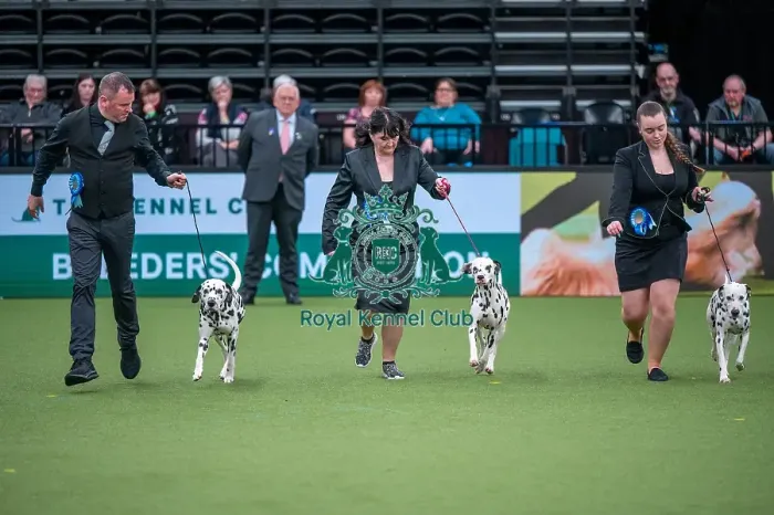 Framed Print : Crufts 2022 Framed Print : Crufts 2022