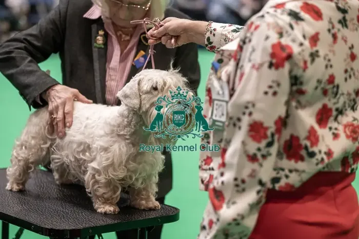 Framed Print : Crufts 2022 Framed Print : Crufts 2022