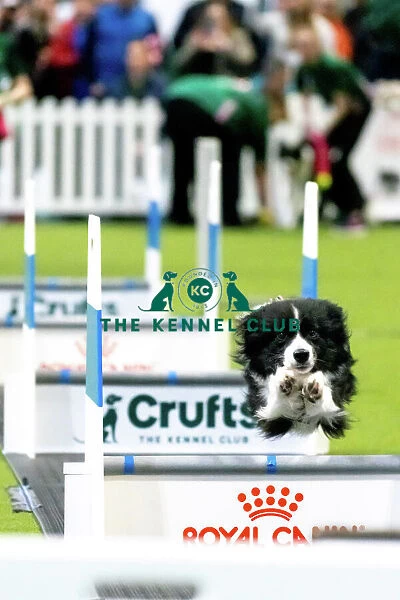 Crufts 2022. Young Kennel Club Flyball at Crufts 2022 at the NEC in Birmingham today