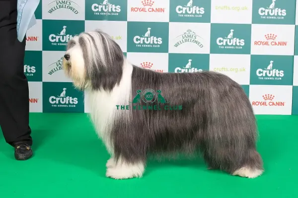 Crufts 2024 Best of Breed stacked 11855 Ch Corimist Art