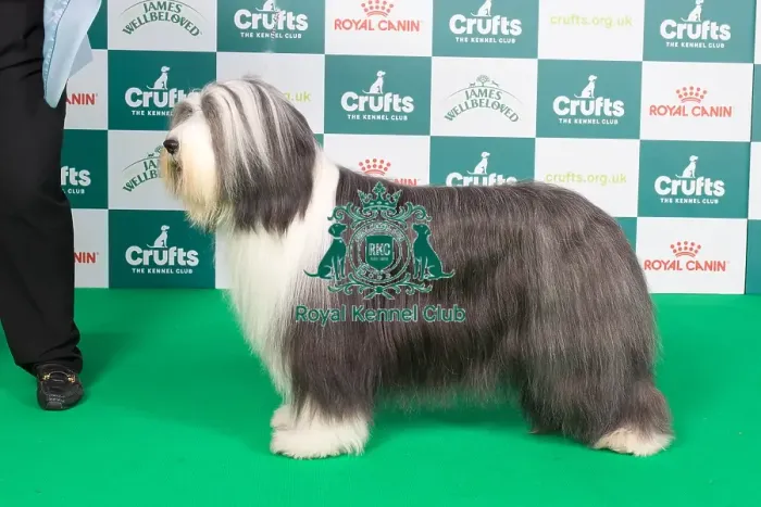 Framed Print : Crufts 2024 Best of Breed stacked 11855 - Ch Corimist Destiny by Design (Miss N & Ms J Whelan & Young)