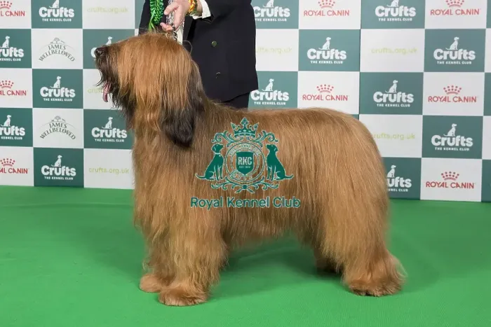 Framed Print : Crufts 2024 Best of Breed stacked 12349 - Ch Barembak Albufera at Charson (Mrss Hillier)
