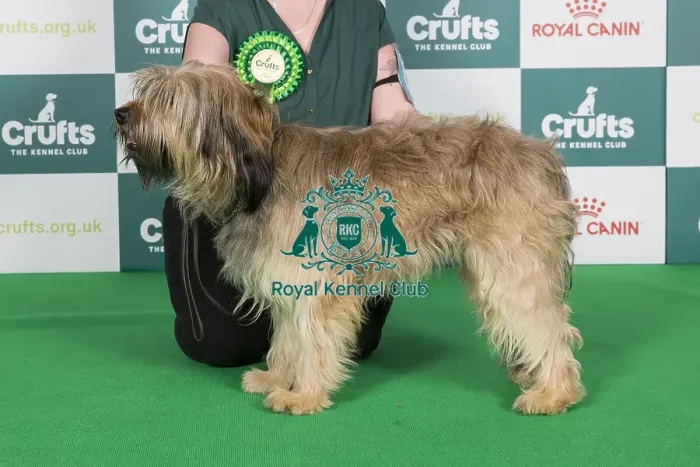 Framed Print : Crufts 2024 Best of Breed stacked 12411 - Hollybeck Ticket to Ride to Starwell del Riu Gost (Imp Esp) NAF TAF (Mrs A & Mrs C Fieldsend & Kirkland) Framed Print : Crufts 2024 Best of Breed stacked 12411 - Hollybeck Ticket to Ride to Starwell del Riu Gost (Imp Esp) NAF TAF (Mrs A & Mrs C Fieldsend & Kirkland)