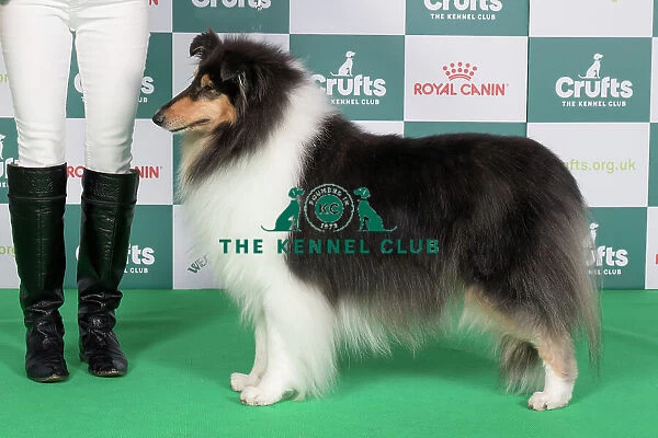Crufts 2024 Best of Breed stacked 12554 - Ch Phreelancer Phaith Hill (Mrs L Newman)