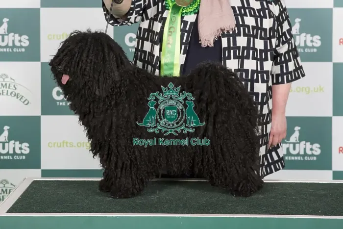 Framed Print : Crufts 2024 Best of Breed stacked 12937 - Matyofoldi-Kisbojtar Juliska Erzsike Ejw23 Int / nl / dk / be Jch (Mrs W & Ms K Koot-Van Oosten & Van Rijn) Framed Print : Crufts 2024 Best of Breed stacked 12937 - Matyofoldi-Kisbojtar Juliska Erzsike Ejw23 Int / nl / dk / be Jch (Mrs W & Ms K Koot-Van Oosten & Van Rijn)