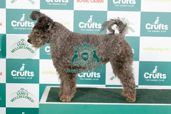 Framed Print : Crufts 2024 Best of Breed stacked 12973 - Breezelyn Ear Sumut Special (Mrs J & Mrs A Pike & Carter) Framed Print : Crufts 2024 Best of Breed stacked 12973 - Breezelyn Ear Sumut Special (Mrs J & Mrs A Pike & Carter)