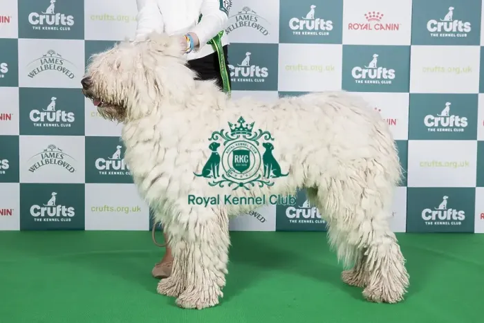 Framed Print : Crufts 2024 Best of Breed stacked 12991 - Sziget Kiralya Aba (Mrs Agnes L'rinczyne Velencei)