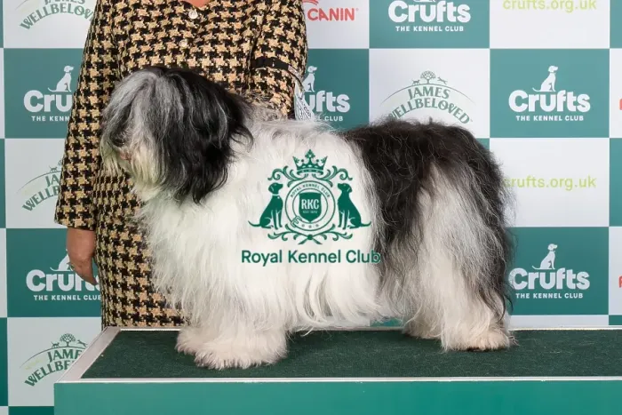 Framed Print : Crufts 2024 Best of Breed stacked 13230 - Lux Ch Nastka via Rivendall (fci) Int / nl / bel Jch (Mr F.h.m & Mrs G. Backx & Denekamp) Framed Print : Crufts 2024 Best of Breed stacked 13230 - Lux Ch Nastka via Rivendall (fci) Int / nl / bel Jch (Mr F.h.m & Mrs G. Backx & Denekamp)