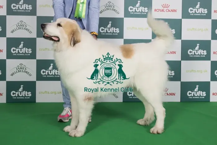 Framed Print : Crufts 2024 Best of Breed stacked 13321 - Be / nl / dk / ch / lu / de / int Ch Qamar Du Grand Tendre (Mr Amj & Mr Jc Tijtgat & Akurassage)