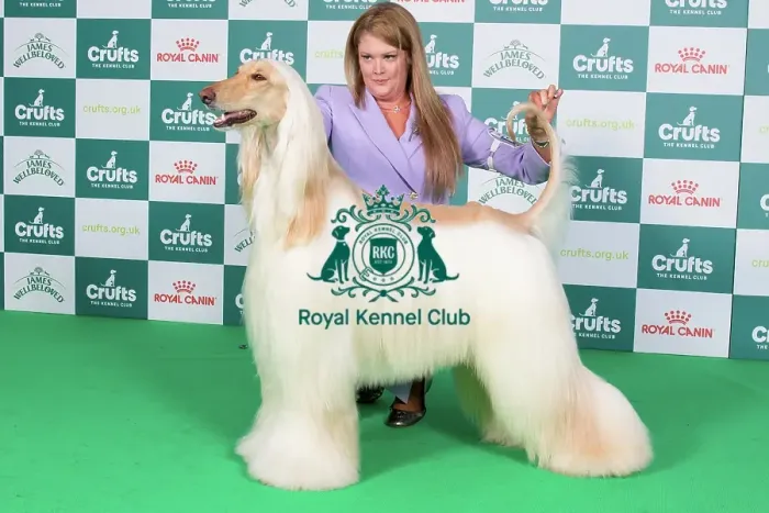 Framed Print : Crufts 2024 Best of Breed Stacked Afghan Hound Aust Ch Aviva Vampire Tetra (ai) Owners: Miss A & Mrs R & Mr P Lewis & Bacich & Bacich Framed Print : Crufts 2024 Best of Breed Stacked Afghan Hound Aust Ch Aviva Vampire Tetra (ai) Owners: Miss A & Mrs R & Mr P Lewis & Bacich & Bacich