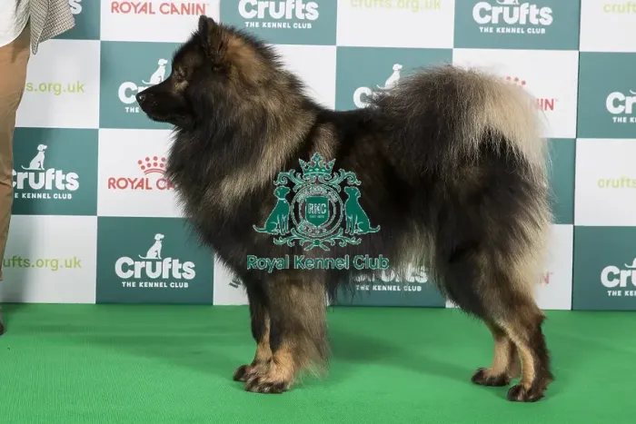 Framed Print : Crufts 2024 - Best of Breed Stacked Albionspitz Burt Owner: Mrs C Cadwallader