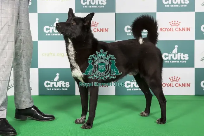 Framed Print : Crufts 2024 - Best of Breed Stacked Anacan We Got The Power Owner: Mrs E M Minto Framed Print : Crufts 2024 - Best of Breed Stacked Anacan We Got The Power Owner: Mrs E M Minto