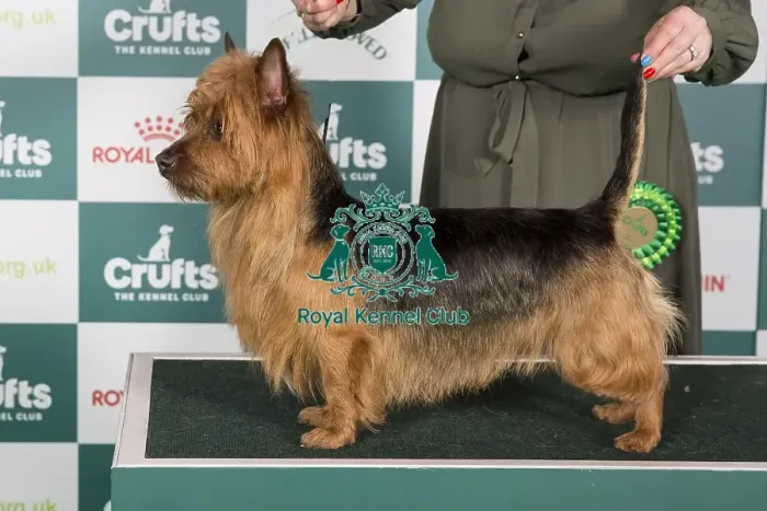 Framed Print : Crufts 2024 Best of Breed Stacked Australian Terrier 14116 - Wilfnbell Nite Owl (Mrs J Webb) Framed Print : Crufts 2024 Best of Breed Stacked Australian Terrier 14116 - Wilfnbell Nite Owl (Mrs J Webb)