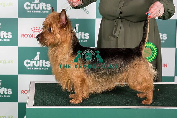 Crufts 2024 Best of Breed Stacked Australian Terrier 14116 - Wilfnbell Nite Owl (Mrs J Webb)