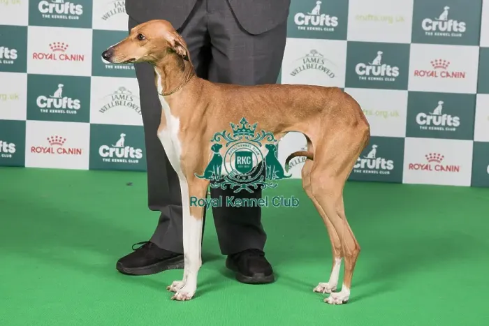 Framed Print : Crufts 2024 Best of Breed Stacked Azawakh AV Import Hound Group 19114 - Stonemartin Ailbe with Katanga (IKC) (Mr R J & Miss C Gunn) Framed Print : Crufts 2024 Best of Breed Stacked Azawakh AV Import Hound Group 19114 - Stonemartin Ailbe with Katanga (IKC) (Mr R J & Miss C Gunn)