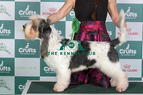 Crufts 2024 Best of Breed Stacked Basset Griffon Vendeen (Grand) Ch Forget-Me-Not V Tum-Tum's Vriendjes Owner: Mrs A N Huikeshoven